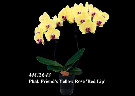 Phal. Friend's Yellow Rose 'Red Lip' (Chia Lin x City Girl) / Orchids.com