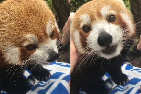 Going inside of a Red Panda zoo enclosure! - Louise Beryl