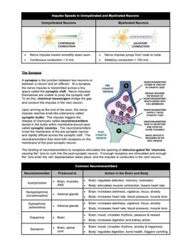 Action Potential Worksheet On Polarization Synapses Neurotransmitters