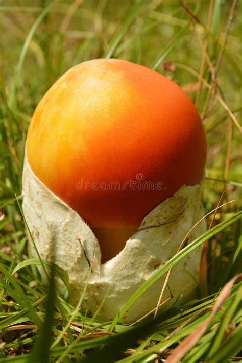 Edible Amanita Caesarea Caesar's Mushroom Stock Photos - Free & Royalty ...