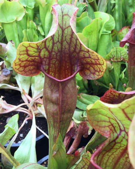 Sarracenia Oreophila North Sound X Purpurea Giant 1 HC D