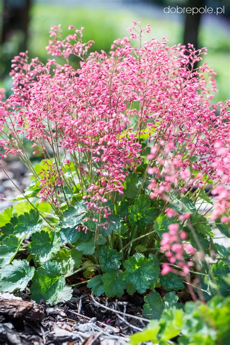 Szkółka Bylin Dobrepole - Heuchera "Little Cuties Peppermint" - żurawka