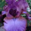 PlantFiles Pictures Tall Bearded Iris Strut Your Stuff Iris By