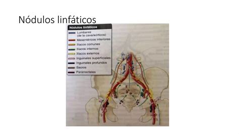 Estructuras Vasculonerviosas De La Pelvis Anatom A Ppt