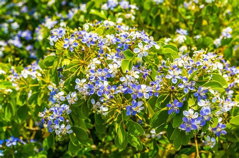 Discover the National Flower of Jamaica: Lignum Vitae - A-Z Animals