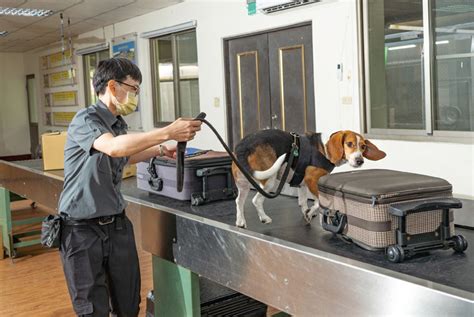 檢疫犬養成記 直擊「護國神犬」訓練中心 嬰兒與母親