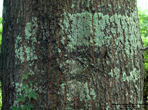 Louisiana Plant ID | Quercus nigra (water oak)