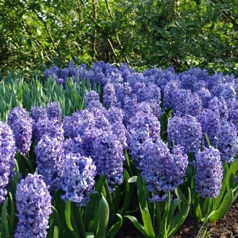 Votaniki Delft Blue Hyacinth Bulbs Perennial Hyacinthus Orientalis