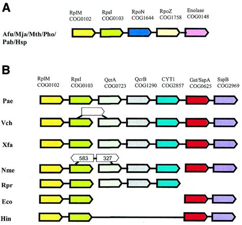 Fragments Of The Ribosomal Protein Gene Neighborhood Containing