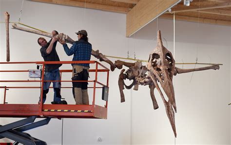 Fossil Of Flying Reptile With 29 Foot Wingspan Discovered Newsweek