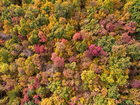 "Autumn Forest Aerial View" by Stocksy Contributor "Pixel Stories ...