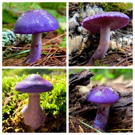 2020 Was A Great Year For Purple Mushrooms In Massachusetts Mycology