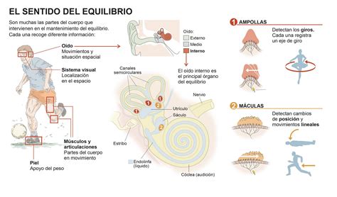 Infogr Fico El Sentido Del Equilibrio Cl Nica Universidad De Navarra