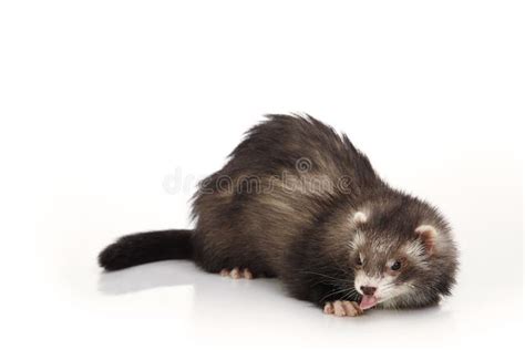 Cute Angora Ferret Posing on White Background Stock Image - Image of mammal, beatiful: 106140415