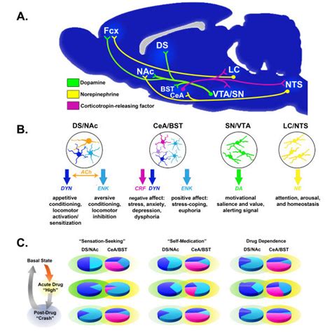 Sex Differences In Basal Neurochemical Systems Involved In Reward Download Scientific Diagram