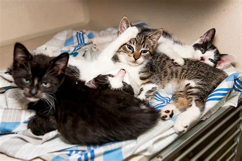 To Adopt A Kitten : New York Pet Rescue / Our kittens are ready to join ...