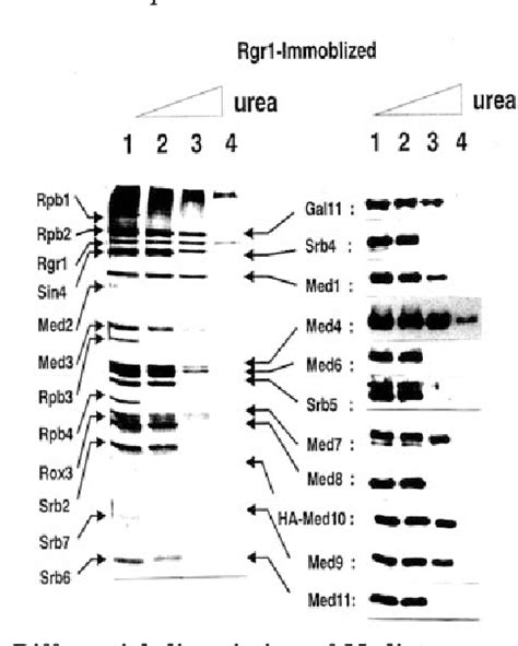 Figure From The Structural And Functional Organization Of The Yeast