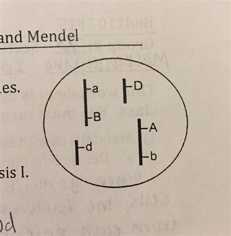 Solved the cell at the right has two pairs of homologous | Chegg.com 