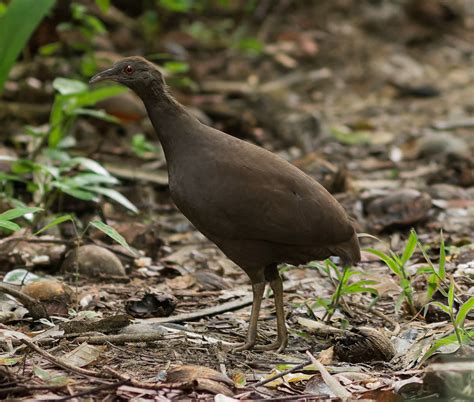 Foto Inhambu Pixuna Crypturellus Cinereus Por Luis Morais Wiki