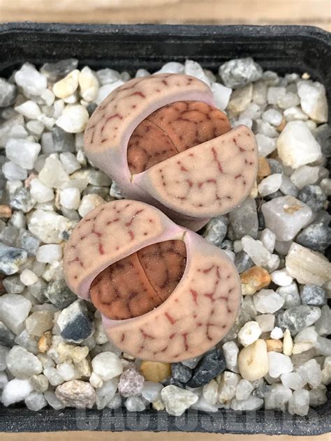 SHPR8978 Lithops schwantesii ssp schwantesii ex Fritz Кактус онлайн