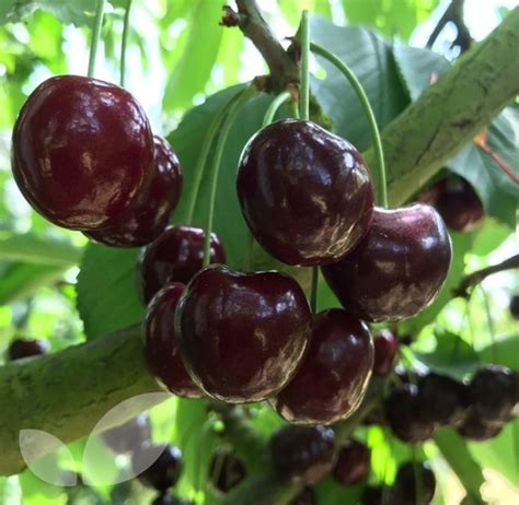 Cherry Kordia Fruit Trees For Sale | Blackmoor Nurseries