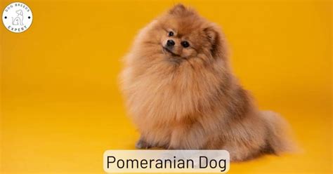 The Pomeranian Dog Breed is a popular companion. Find out why!