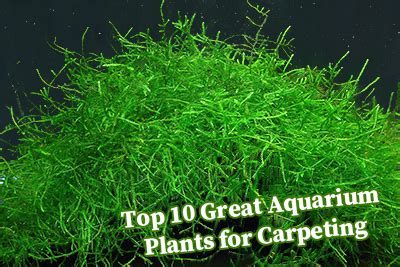 Carpet Plants For Aquarium - Carpet Vidalondon