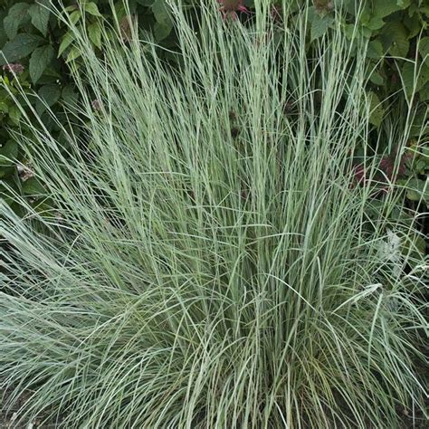 Prairie Blues Little Bluestem Grass | Ornamental grasses, Habitat garden, High country gardens