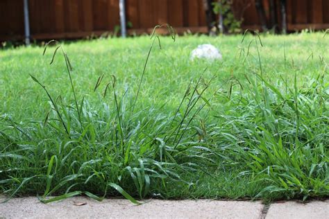 Common Lawn Weeds And How To Get Rid Of Them Experigreen