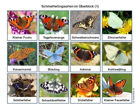 Insektenwoche Tag Aktionstablett Farben Von Schmetterlingen Erkennen