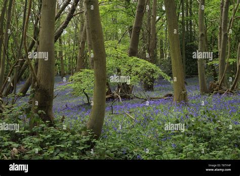 Natural England Scenic An Abundance Of Native Bluebells