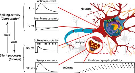 Neuronal Spike Rate Adaptation Supports Working Memory In Language