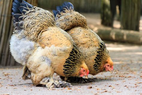 14 Yellow Chicken Breeds The Happy Chicken Coop