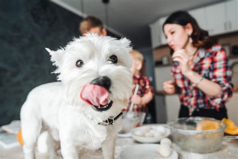 Is Cooking For Your Dog Safe? A Guide To Healthy Homemade Meals