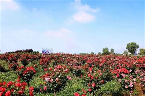 三峡董市月季文化旅游节开幕 三峡宜昌网