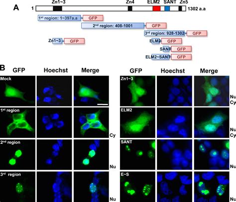 A Novel Germ Cell Specific Protein Ship Forms A Complex With