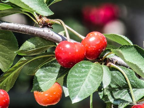 Череши | Fruit, Food, Cherry