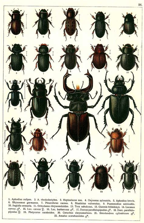 Entomology Beetle Display Taxidermy Collection Of Mounted Exotic