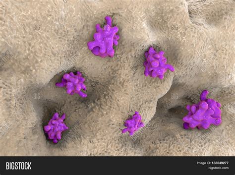 Entamoeba Histolytica Image And Photo Free Trial Bigstock