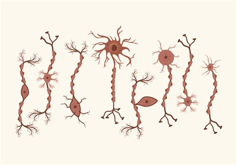 Set Of Neuron Vector 115973 Vector Art At Vecteezy