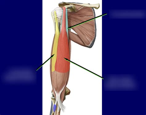 Anterior Compartment Of The Arm Diagram Quizlet