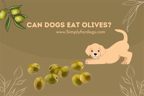 Can Dogs Eat Olives? - Simply For Dogs