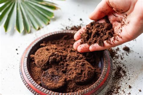 Did You Know You Can Use Old Coffee Grounds In The Garden Here S How