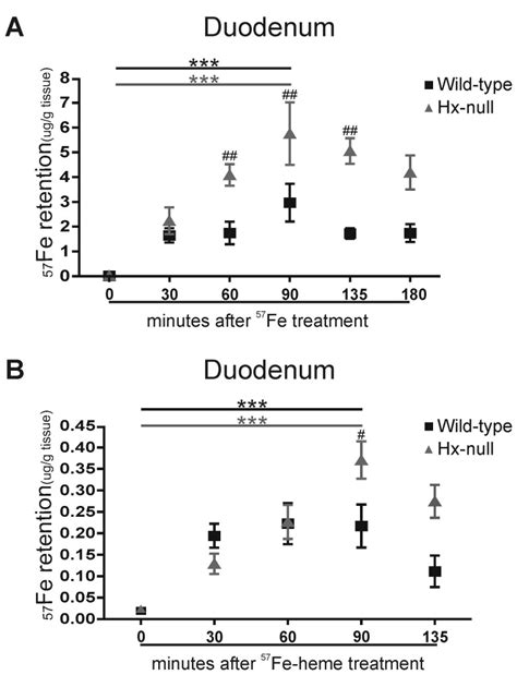 A 57Fe Retention In The Duodenal Mucosa Of Wild Type And Hx Null Mice