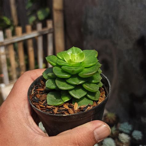 Sedeveria Plants For Sale From Kaktus Id Source Quality Cactus And