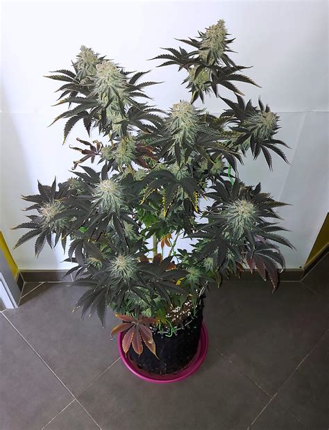 Ethos Genetics Mandarin Cookies R V Grow Diary Journal Week By