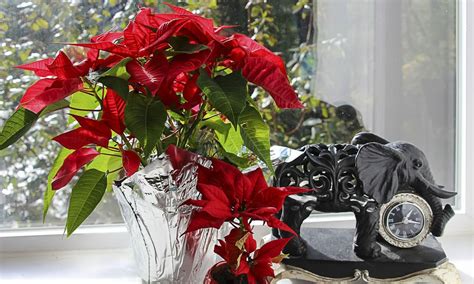 Las plantas y flores más típicas de la Navidad para decorar tu casa