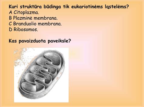 Ppt Ląstelės Sandara Ir Veikimas Powerpoint Presentation Free