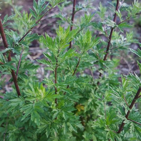 Mugwort (Organic) - Adaptive Seeds