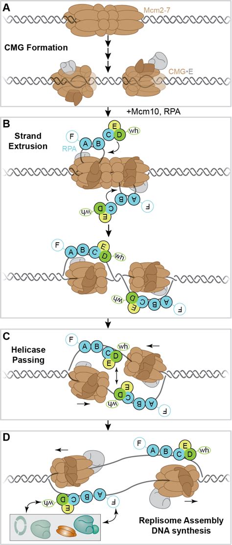 Model For Rpa Function During Replication A Cmg Formation Begins